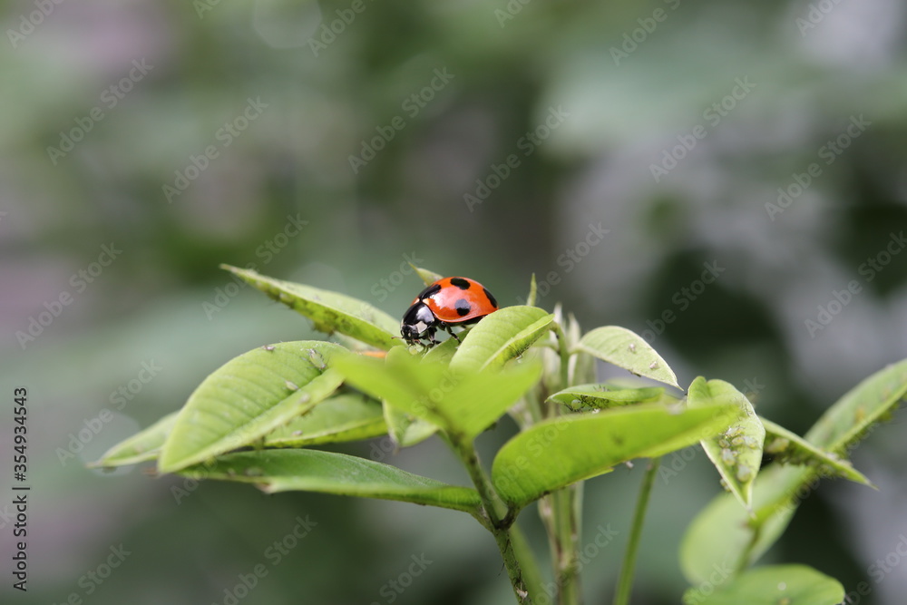 Naklejka premium A ladybug stays on a green leaf.