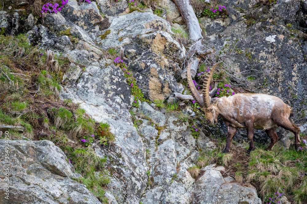männlicher Steinbock in Felswand bei Pontresina männlicher Steinbock in Felswand bei Pontresina