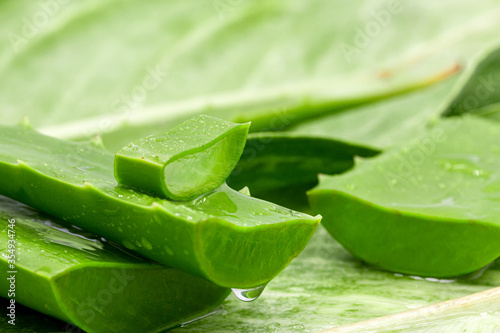 Fresh aloe vera leaf slices.herb or cosmetics for treatment and healthcare of dermatology.skincare or moisturizer in spa and beauty