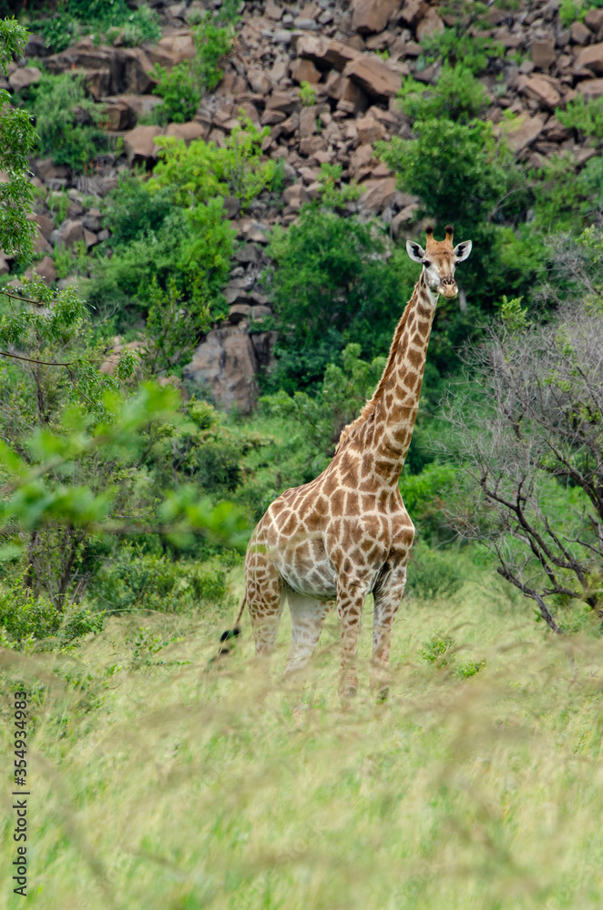 Obraz premium Girafe, Giraffa Camelopardalis, Parc national Kruger, Afrique du Sud