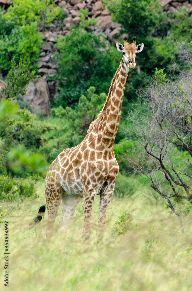 Obraz premium Girafe, Giraffa Camelopardalis, Parc national Kruger, Afrique du Sud