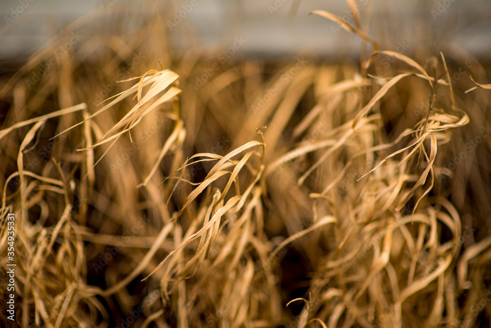 Fototapeta premium Wilted Grass, concept environmental problem in the city