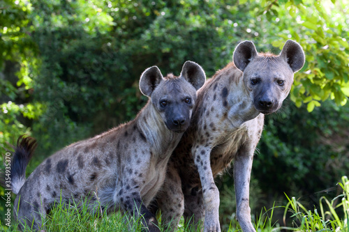Two spotted hyenas standing .