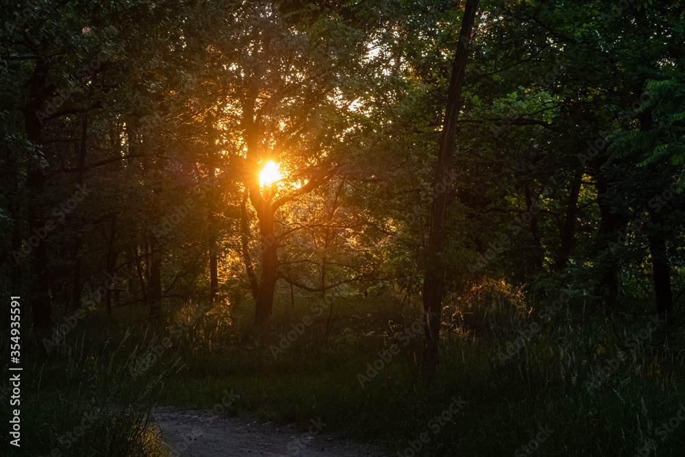 Obraz premium Wschód słońca na drzewach