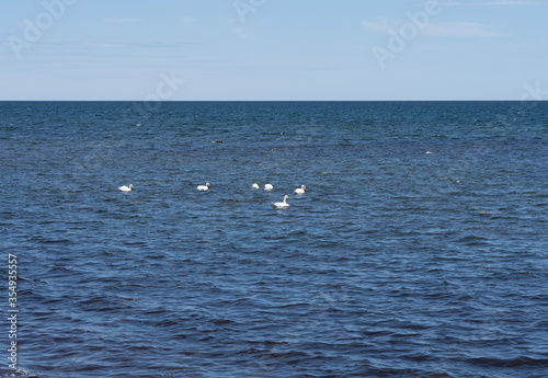 White swans swimming in the sea and searching for food. Nature background.