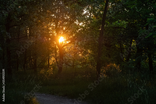 Levé du soleil dans les arbres © Franck Chapolard