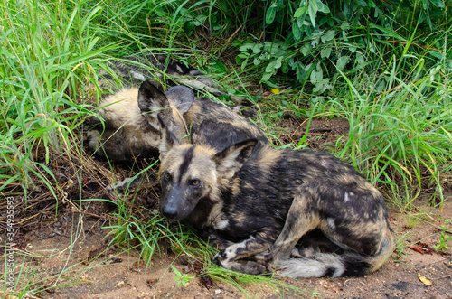 Lycaon, Lycaon pictus, Afrique du Sud