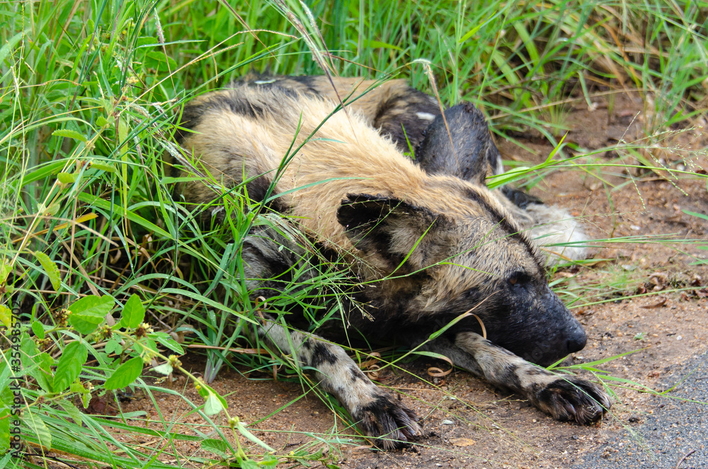 Lycaon, Lycaon pictus, Afrique du Sud Lycaon, Lycaon pictus, Afrique du Sud