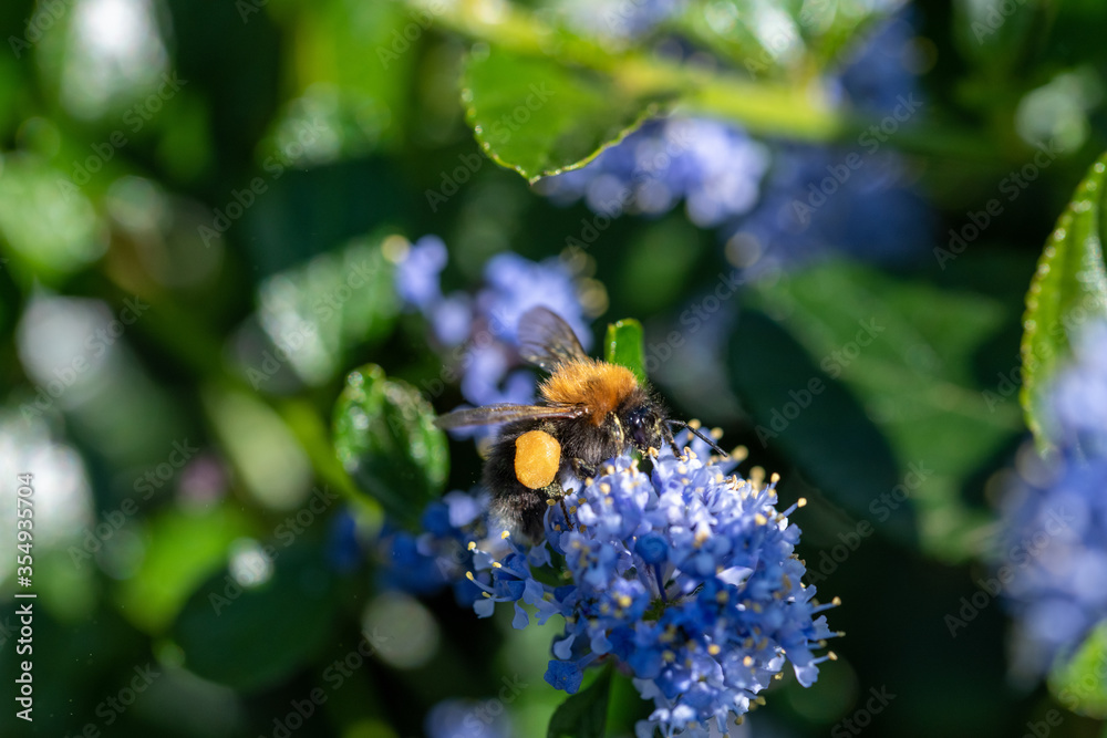 Tree bumblebee (Bombus hypnorum) collecting nectar on a blue flower in the sunshine Tree bumblebee (Bombus hypnorum) collecting nectar on a blue flower in the sunshine