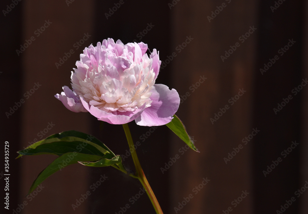 Fototapeta premium pink peoni against dark background 