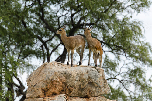 Oréotrague, klipspringer, Oreotragus oreotragus, Afrique du Sud