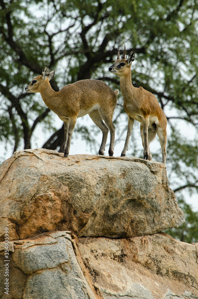 Obraz premium Oréotrague, klipspringer, Oreotragus oreotragus, Afrique du Sud