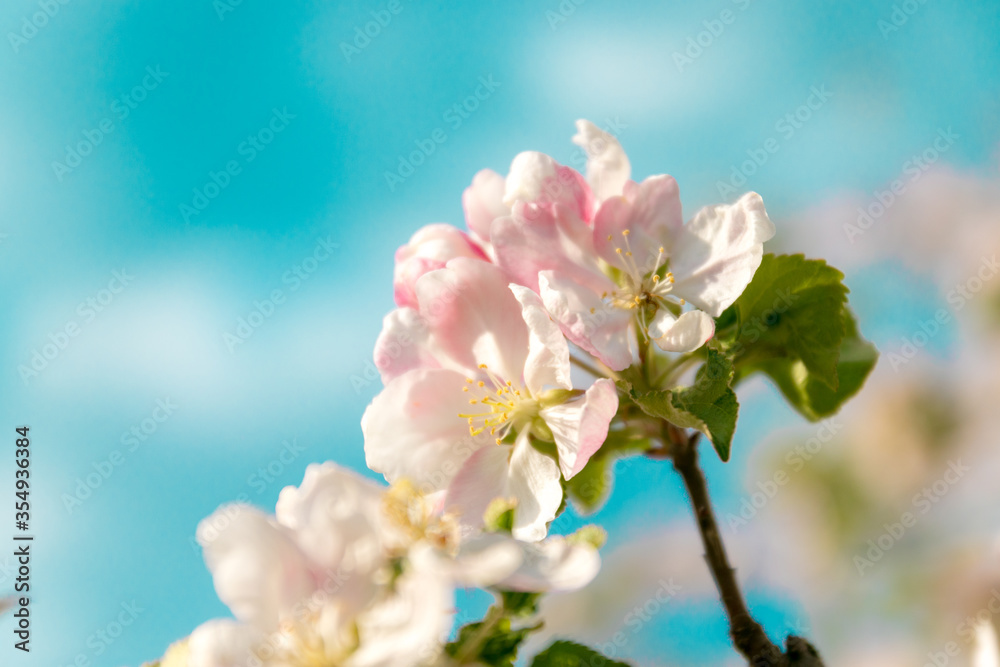 Beautiful blooming apple trees on a blue background in the spring garden Beautiful blooming apple trees on a blue background in the spring garden
