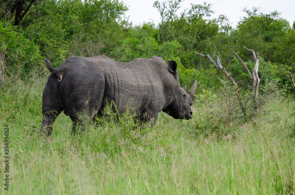 Rhinocéros blanc, white rhino, Ceratotherium simum, Parc national Kruger, Afrique du Sud Rhinocéros blanc, white rhino, Ceratotherium simum, Parc national Kruger, Afrique du Sud