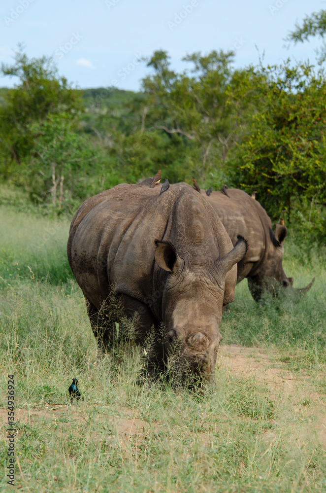 Rhinocéros blanc, white rhino, Ceratotherium simum, Parc national Kruger, Afrique du Sud Rhinocéros blanc, white rhino, Ceratotherium simum, Parc national Kruger, Afrique du Sud