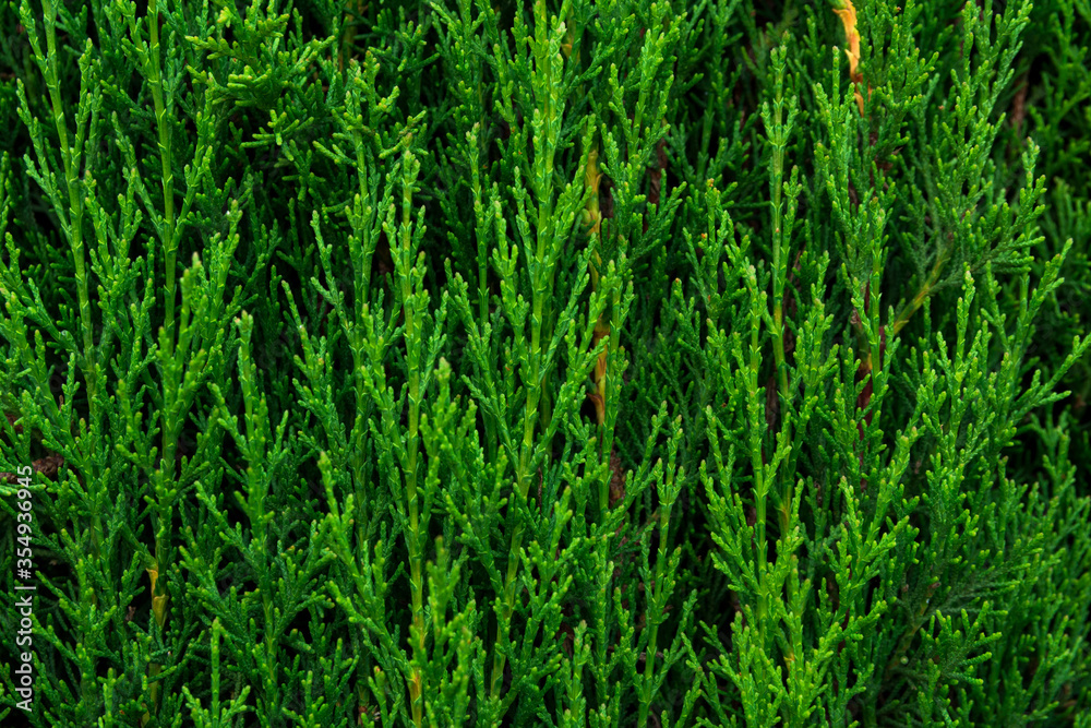Allover even pattern from trimmed hedge plants cypress fence. Nature greenery background poster template for environment ecology organic eco concept Allover even pattern from trimmed hedge plants cypress fence. Nature greenery background poster template for environment ecology organic eco concept