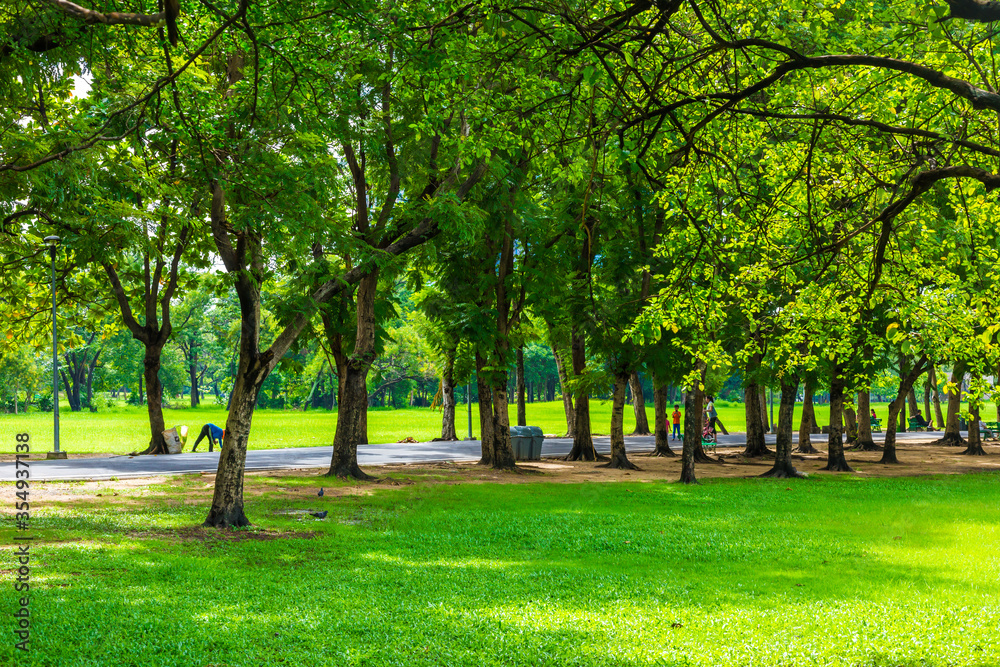 Green meadow with tree in city public park after rainy