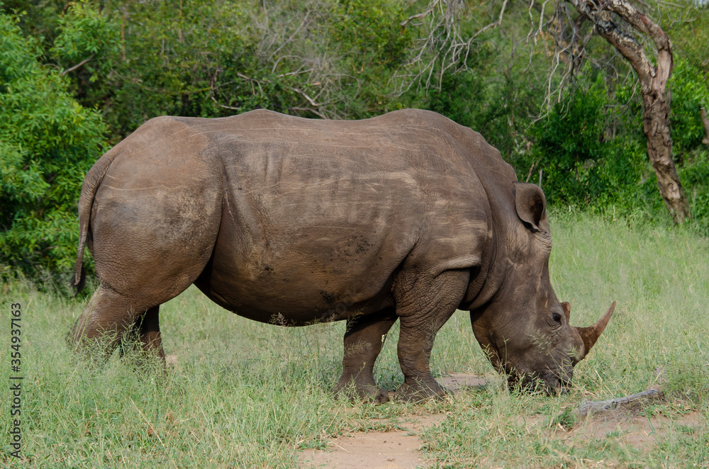 Rhinocéros blanc, white rhino, Ceratotherium simum, Parc national Kruger, Afrique du Sud Rhinocéros blanc, white rhino, Ceratotherium simum, Parc national Kruger, Afrique du Sud