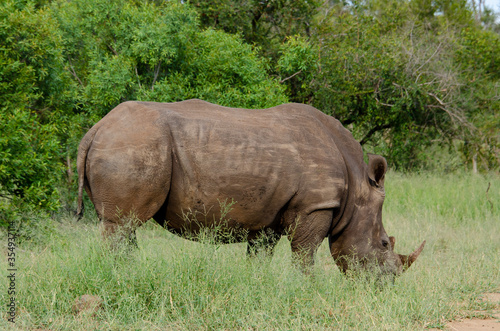 Rhinoc  ros blanc  white rhino  Ceratotherium simum  Parc national Kruger  Afrique du Sud