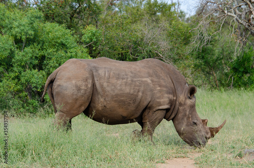 Rhinocéros blanc, white rhino, Ceratotherium simum, Parc national Kruger, Afrique du Sud