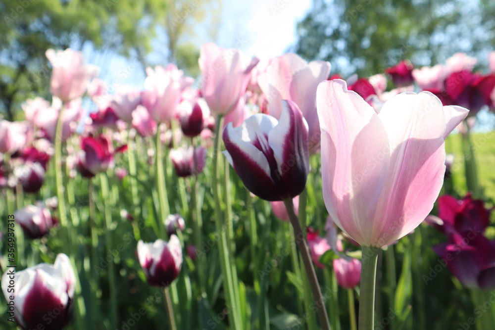 Hatanpään arboretum