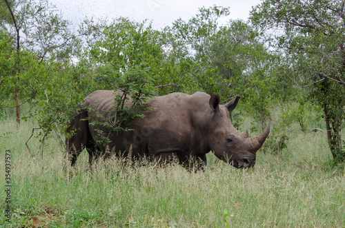 Rhinocéros blanc, white rhino, Ceratotherium simum, Parc national Kruger, Afrique du Sud © JAG IMAGES