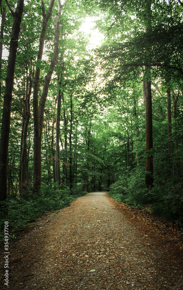 Obraz premium Senderos del bosque