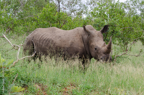 Rhinocéros blanc, white rhino, Ceratotherium simum, Parc national Kruger, Afrique du Sud