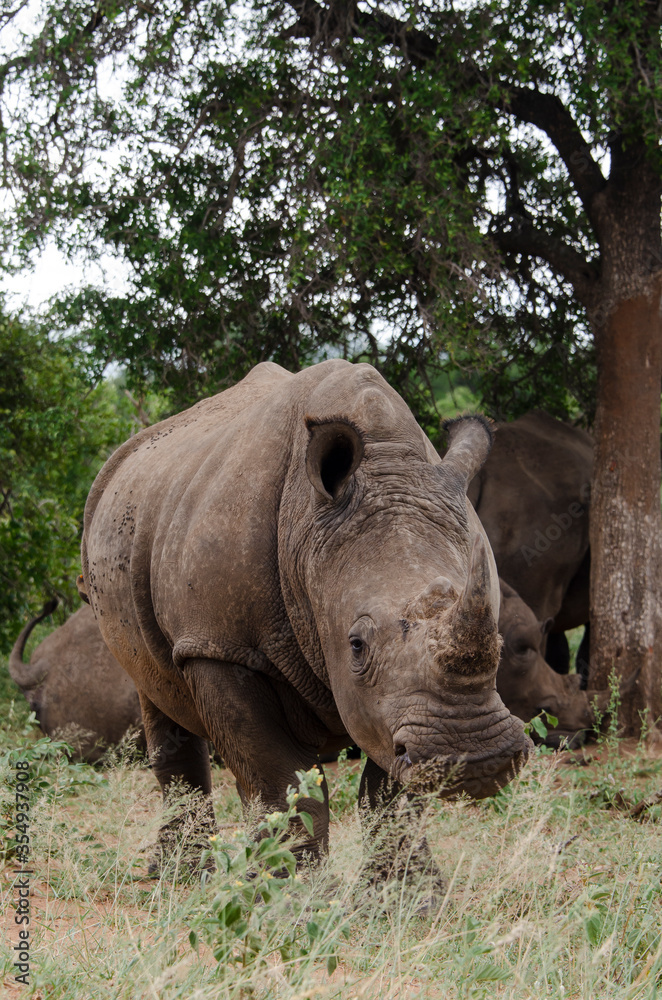 Rhinocéros blanc, white rhino, Ceratotherium simum, Parc national Kruger, Afrique du Sud Rhinocéros blanc, white rhino, Ceratotherium simum, Parc national Kruger, Afrique du Sud