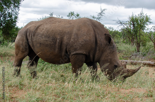 Rhinoc  ros blanc  white rhino  Ceratotherium simum  Parc national Kruger  Afrique du Sud