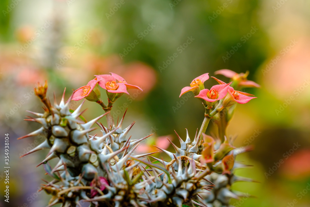 macro closeup of hot orange cantus flowers macro closeup of hot orange cantus flowers