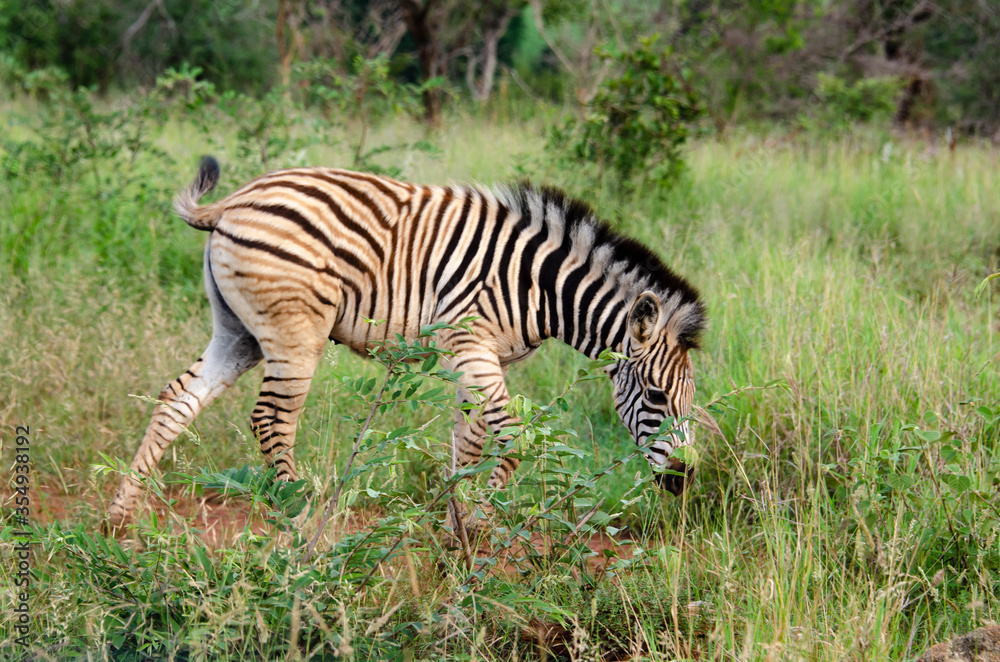 Zèbre de Burchell, Equus quagga, Parc national Kruger, Afrique du Sud Zèbre de Burchell, Equus quagga, Parc national Kruger, Afrique du Sud