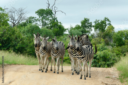 Fototapeta Naklejka Na Ścianę i Meble -  Zèbre de Burchell, Equus quagga, Parc national Kruger, Afrique du Sud
