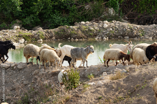 Flock of sheep and goats grazing in stream