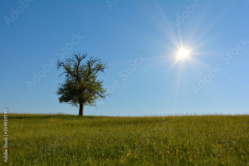 A single tree on the left in a meadow with a blue sky an sun