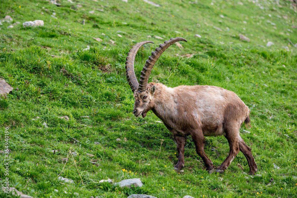 männlicher Alpensteinbock auf Wiese im Engadin männlicher Alpensteinbock auf Wiese im Engadin