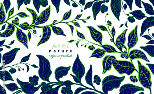 Tea floral plant. Vector bio card. Fresh matcha.