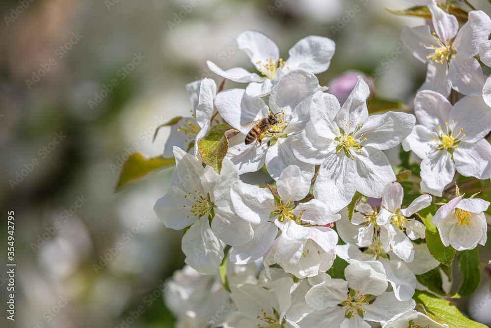 Beautiful flowers of apple trees in spring. sunny day