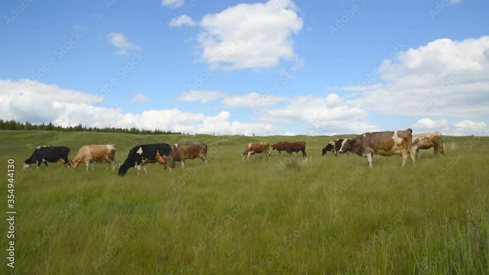 Cattle grazes in the meadow. Cows eat grass in the pasture Cattle grazes in the meadow. Cows eat grass in the pasture