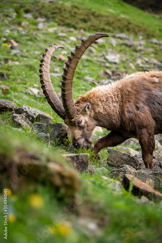 portrait of an impressive male ibex in Engadine © schame87