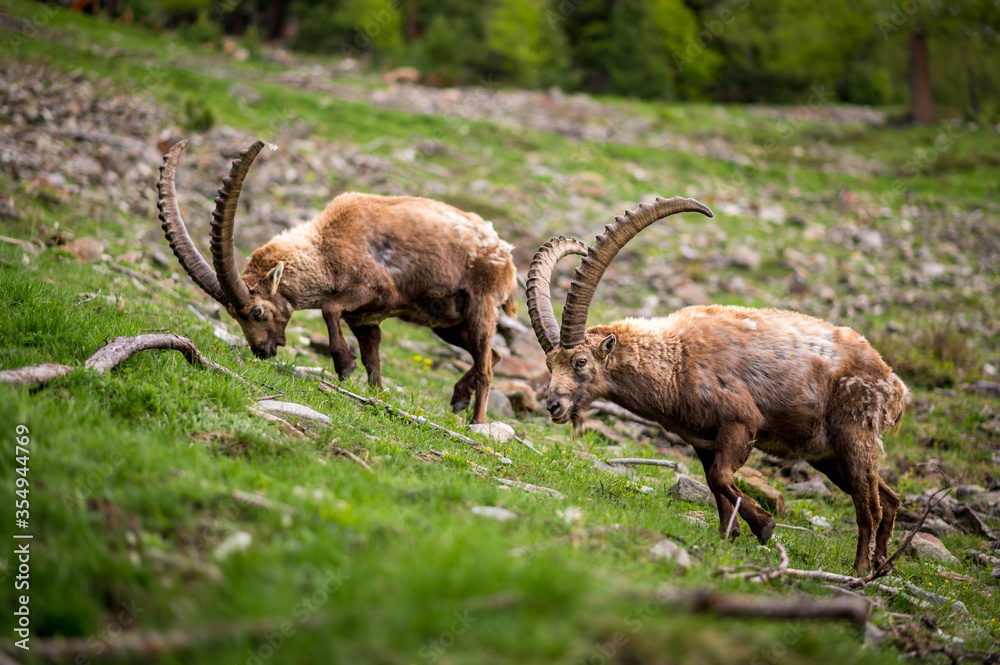weidende männliche Alpensteinböcke im Engadin weidende männliche Alpensteinböcke im Engadin