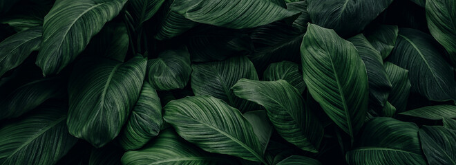 abstract green leaf texture, nature background, tropical leaf
