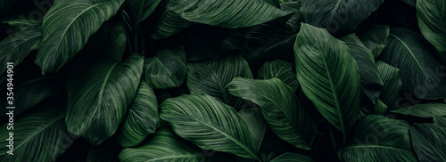 Obraz na plátne abstract green leaf texture, nature background, tropical leaf