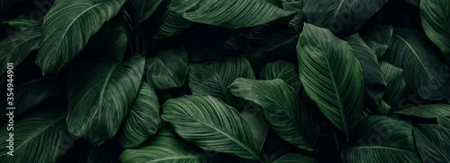 Panel kuchenny z motywem abstract green leaf texture, nature background, tropical leaf 