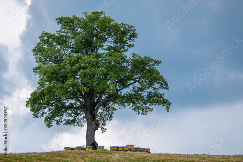 monumental trees and plants bologna photo