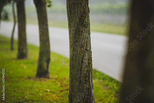 A row of trees next to an asphalt road in a foggy misty autumn morning. Detail of bark with moss on a second tree in a row.