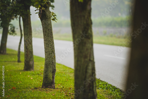 A row of trees next to an asphalt road in a foggy misty autumn morning. Detail of bark with moss on a third tree in a row.