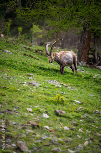 stattlicher m  nnlicher Alpensteinbock im Engadin