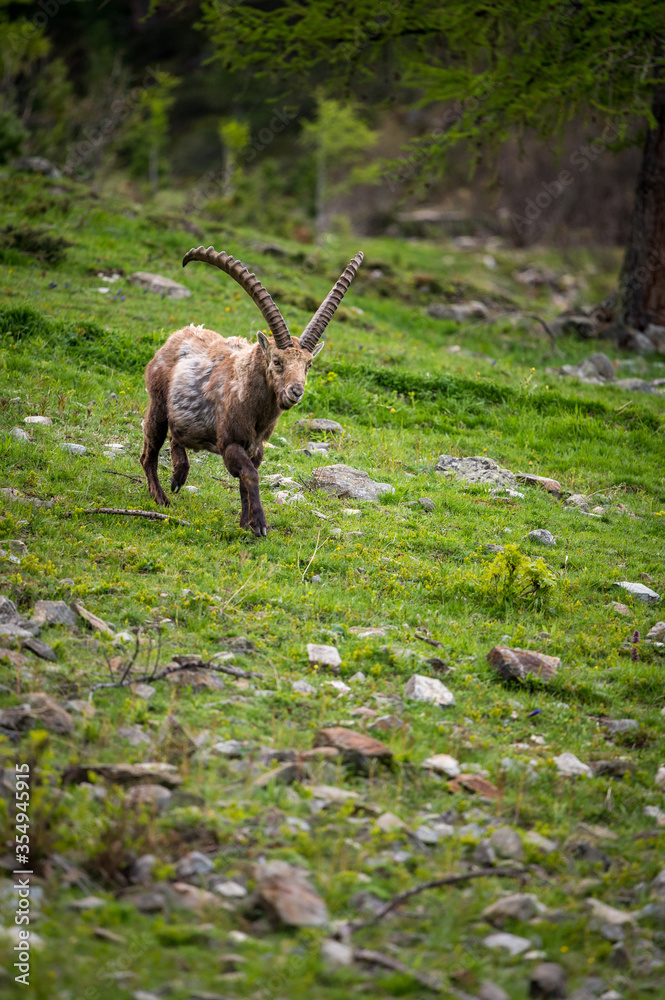 stattlicher männlicher Alpensteinbock im Engadin