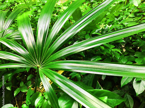 Green leaves in a green background